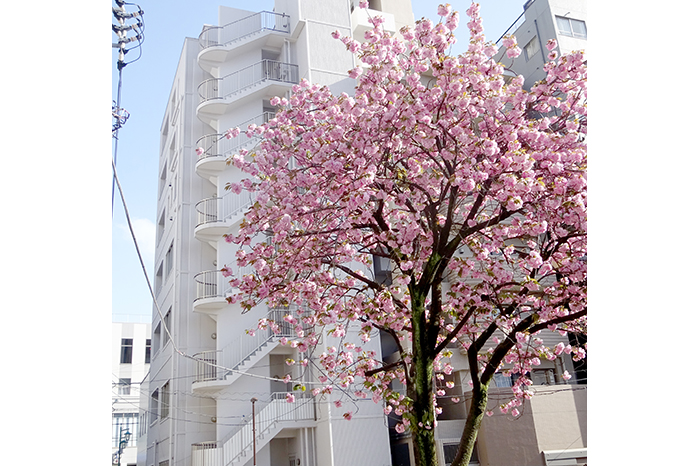 クリニック裏の公園では毎年八重桜がきれいに咲きます。